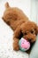 Toy Poodle at Play 2