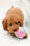 Toy Poodle at Play 2