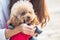 Toy Poodle playing with its female master in a park