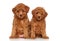 Toy Poodle puppies portrait