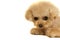 Toy poodle puppy