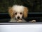 Toy Poodle Puppy in Car Window