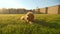 Toy poodle puppy lies on the grass at backyard.