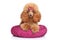 Toy poodle puppy lying on pillow