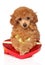 Toy Poodle puppy with red valentine heart