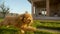 Toy poodle running on the grass at sun slow motion, 200fps