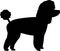 Toy poodle silhouette black