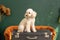 Toy Poodle sits on retro vintage suitcase