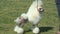 Toy Poodle in stand on a grass background