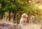 Toy poodle stands on the background of a autumn woods