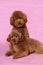 Toy Poodle teddy bear