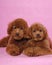 Toy Poodle teddy bear