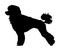 Toy Poodle vector silhouette. Portrait of Royal Poodle vector silhouette. French black poodle.