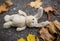 Toy rabbit and autumn leaves on road or ground