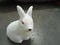 Toy rabbit for babies and kids bath toy white rabbit