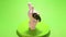 toy rabbit on chromakey rotate isolated funny object green screen