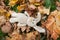 Toy rabbit in fallen autumn leaves