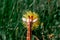 Toy realistic giraffe sniffing yellow dandelion