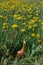 Toy realistic giraffe surrounded by flowers