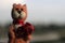 Toy red cat made of wool with a bouquet of flowers in paws again