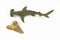 Toy shark and fossilized shark tooth