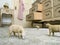 Toy sheep on carpet graze on a carpet as toy animals take over a house