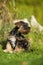 Toy snauzer dog in a meadow