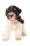 Toy snauzer puppy isolated on white background