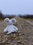 Toy soft mouse sitting on a country road