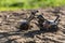 Toy sports bike model stuck in sandy ground on green background