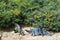 Toy Stegosaurus and Tyrannosaurus Rex are standing on the ground. Prehistoric history