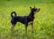 Toy Terrier