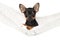 Toy Terrier puppy in a hammock