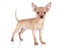 Toy terrier puppy on a white background