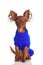 Toy terrier. Russian toy terrier on a white background. Funny li