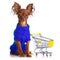 Toy Terrier with shopping cart on white. Funny little d