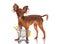 Toy Terrier with shopping cart on white. Funny little d