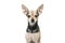 Toy terrier small dog isolated on white background