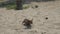 Toy Terrier swims in the sand after swimming.