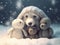 Toy_white_puppies_playing_in_snowballs_near_a_1690450019868_3