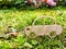 Toy wooden car on grass. The concept of travel, choosing mode of transportation for the trip. Travel to nature