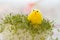 Toy Yellow Chick for Easter on Watercress