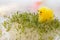 Toy Yellow Chick for Easter on Watercress