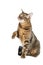 Toyger breed cat