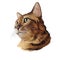 Toyger breed of domestic cat isolated on white. Digital art illustration of pussy kitten portrait, feline food cover design,