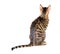 Toyger cat breed sits with his back