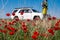 Toyota 4runner on spring meadow with blooming red poppies. Poppy flowers field with offroad vehicle