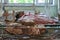 Toys and cots, Kindergarten in Prypiat, Chernobyl exclusion Zone. Chernobyl Nuclear Power Plant Zone of Alienation in Ukraine