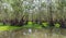 Tra Su cajeput forest side duckweed float array