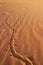 Trace of a desert creature in Wadi Rum, Jordan